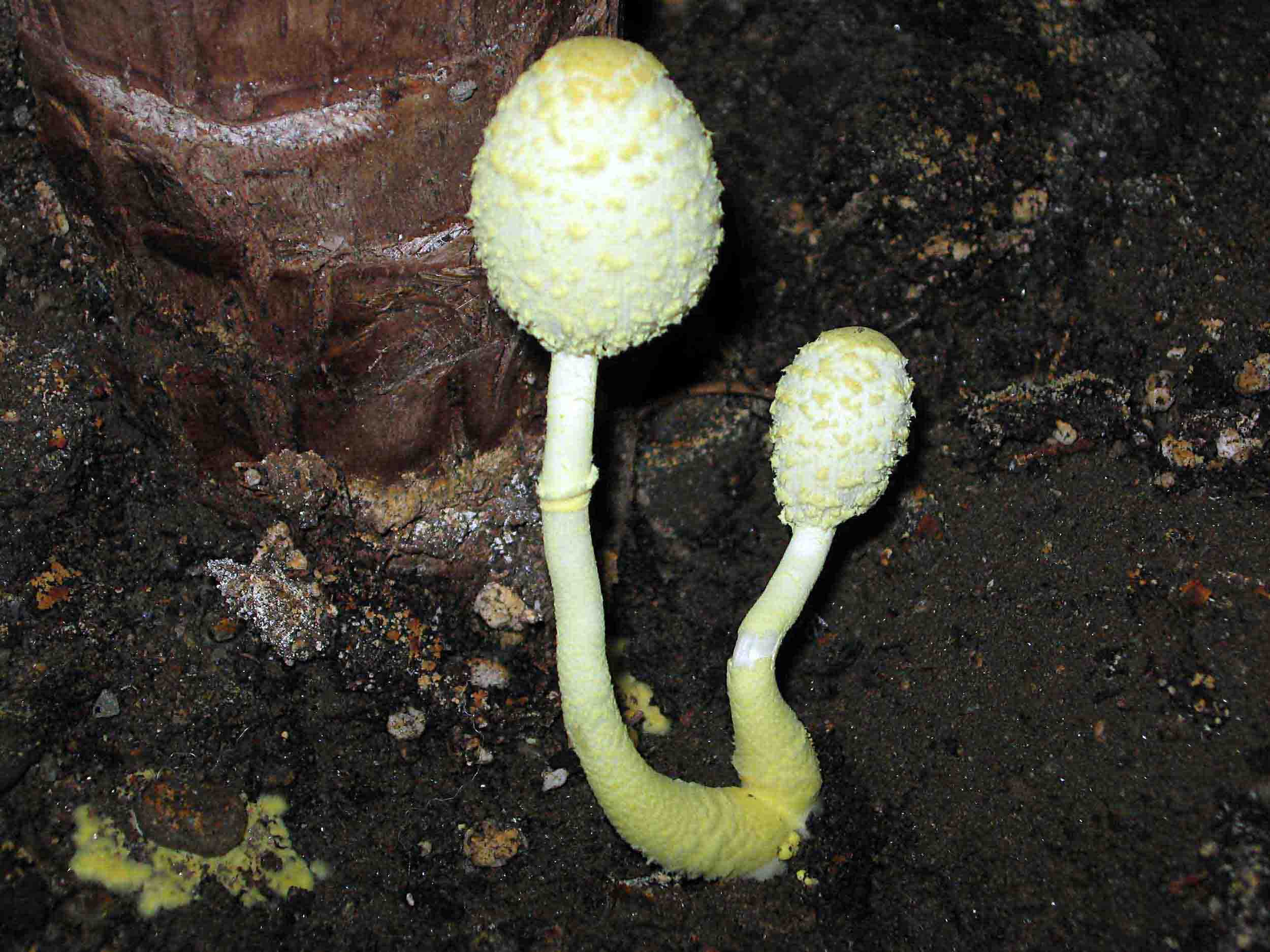 � un fungo? (Leucocoprinus sp.)